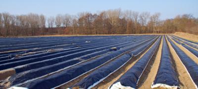 <p>Spargeldamm fräsen</p>