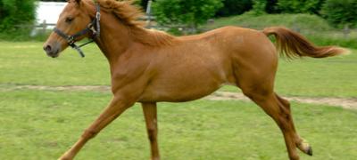 <p>Pferdepension</p>